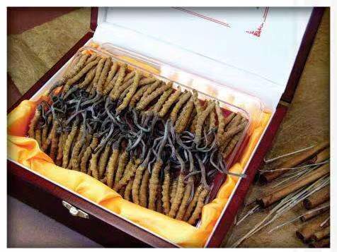 米脂冬虫夏草回收